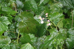 Begonia formosana