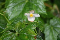 Begonia formosana