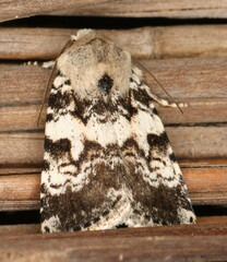 Caradrina glaucistis