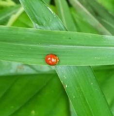 Chilocorus circumdatus