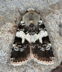 Caradrina glaucistis