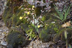 Erythranthe percaulis