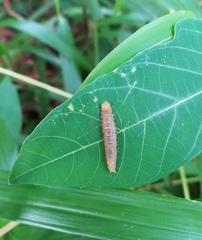 Lepidoptera