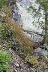 Erythranthe percaulis