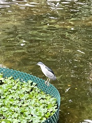 Nycticorax nycticorax