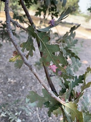 Cynips douglasii