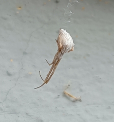 Uloborus walckenaerius