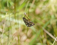 Chrysolarentia rhynchota