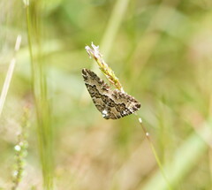 Chrysolarentia rhynchota
