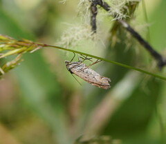 Chrysolarentia rhynchota