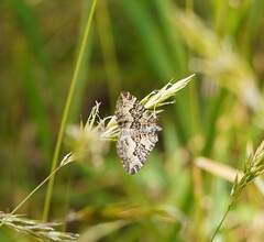 Chrysolarentia rhynchota