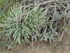 Dudleya edulis