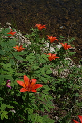 Lilium pensylvanicum