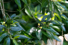 Anastrabe integerrima