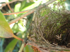 Zosterops lateralis lateralis