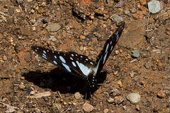 Graphium leonidas leonidas