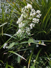 Euphorbia graminea