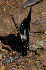 Graphium leonidas leonidas