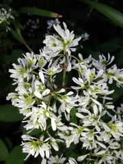 Euphorbia graminea