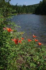 Lilium pensylvanicum