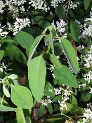 Euphorbia graminea