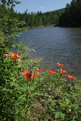 Lilium pensylvanicum