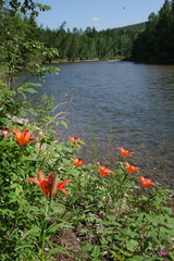 Lilium pensylvanicum