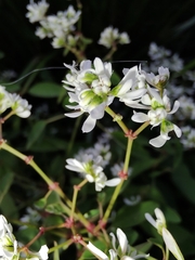 Euphorbia graminea