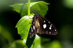 Amauris albimaculata