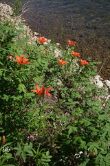Lilium pensylvanicum