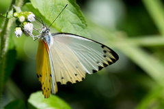 Belenois thysa thysa