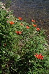 Lilium pensylvanicum
