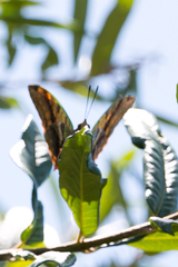 Charaxes candiope