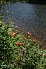 Lilium pensylvanicum
