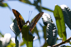 Charaxes candiope