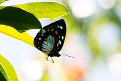 Charaxes wakefieldi