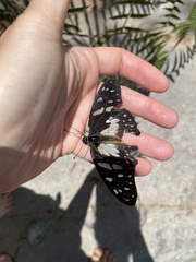 Graphium leonidas