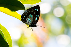 Charaxes wakefieldi
