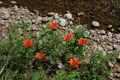 Lilium pensylvanicum