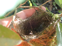 Zosterops lateralis lateralis