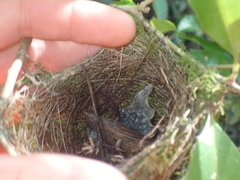 Zosterops lateralis lateralis