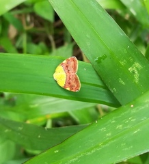 Ricanula