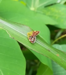 Ricanula