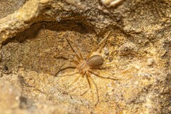 Loxosceles rufescens