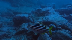 Atypichthys strigatus