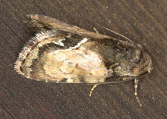 Iambia inferalis