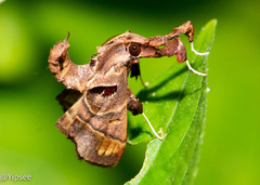 Sacada