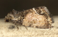 Iambia inferalis