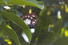 Charaxes wakefieldi