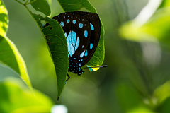 Charaxes wakefieldi